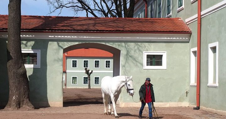 Kladruby hřebčín